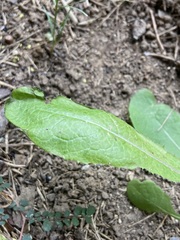 Lactuca virosa
