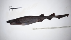 Bythaelurus canescens