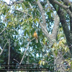 Mitrephanes phaeocercus