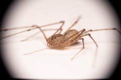 Scytodes atlacoya