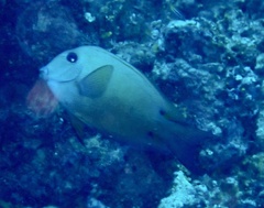 Ctenochaetus binotatus