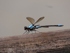 Diphlebia euphoeoides