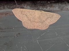 Cyclophora obstataria