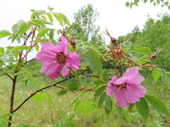 Rosa amblyotis