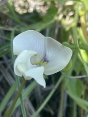 Vigna vexillata angustifolia