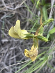 Vigna vexillata angustifolia