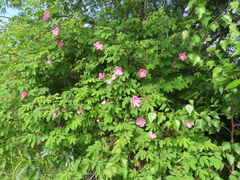 Rosa amblyotis