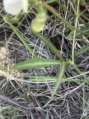 Vigna vexillata angustifolia