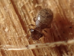 Lepinotus reticulatus