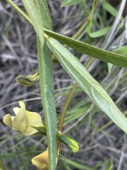 Vigna vexillata angustifolia