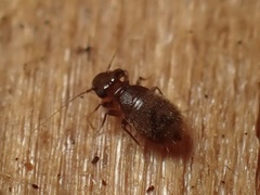 Lepinotus reticulatus