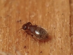 Lepinotus reticulatus