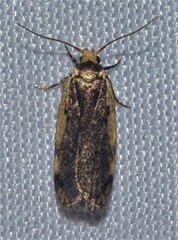 Hoplostega ochroma