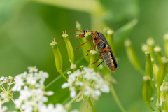 Cantharis nigricans