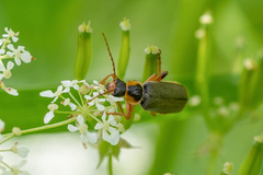 Cantharis nigricans
