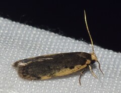 Hoplostega ochroma