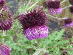 Cirsium purpuratum