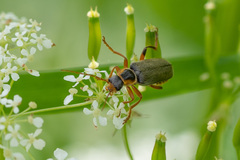 Cantharis nigricans