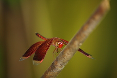 Neurothemis terminata