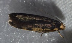 Hoplostega ochroma