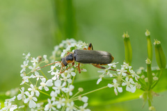 Cantharis nigricans