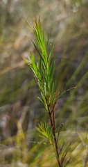 Platysace linearifolia