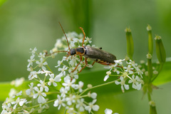 Cantharis nigricans