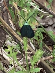 Pollanisus viridipulverulenta