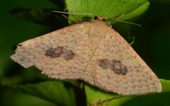 Epicyme rubropunctaria