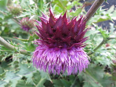 Cirsium purpuratum