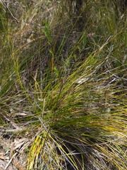 Platysace linearifolia