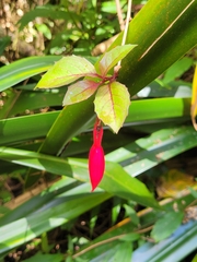 Fuchsia magellanica
