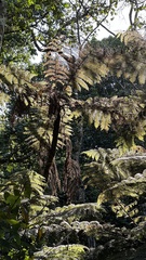 Cyathea manniana