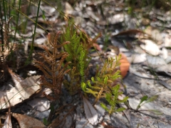 Selaginella uliginosa