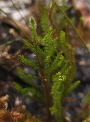 Selaginella uliginosa