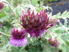 Cirsium purpuratum