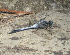 Orthetrum albistylum speciosum