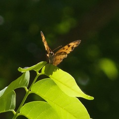 Heteronympha mirifica