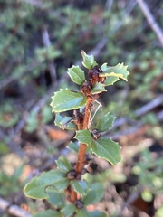 Ceanothus gloriosus