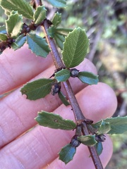 Ceanothus gloriosus