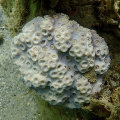 Duncanopsammia peltata