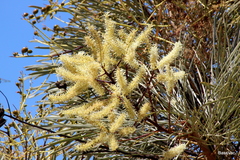 Grevillea pyramidalis