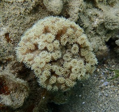 Duncanopsammia peltata