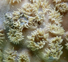 Duncanopsammia peltata