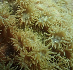 Duncanopsammia peltata