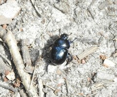 Anoplotrupes