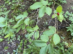 Lonicera utahensis