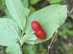 Lonicera utahensis