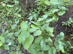 Lonicera utahensis