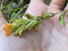 Castilleja hispida hispida